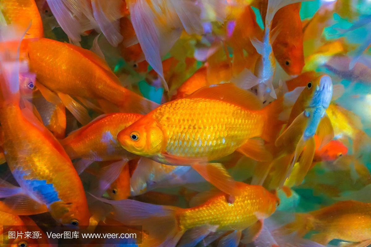 佛像魚缸造景裝飾的藝術水族箱裝飾藝術形式和注意事項：佛像魚缸造景