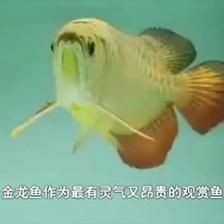 金龍魚贊美詞：贊美金龍魚的優美詞匯