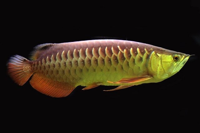 還有哪些魚種被列為賽級魚