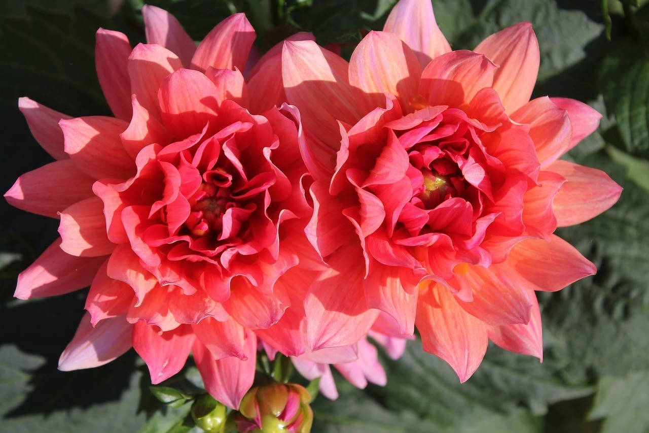 市南區(qū)花兒開(kāi)好了鮮花店