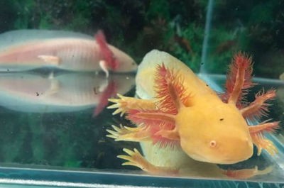 <strong><mark>大同</mark></strong>市礦區魚樂圈水族館（<strong><mark>大同</mark></strong>哪里有水族館）