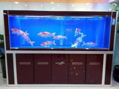 店鋪里魚缸什么形狀的好（店鋪里魚缸的形狀選擇不僅是一個裝飾問題，也是一個風水問題）