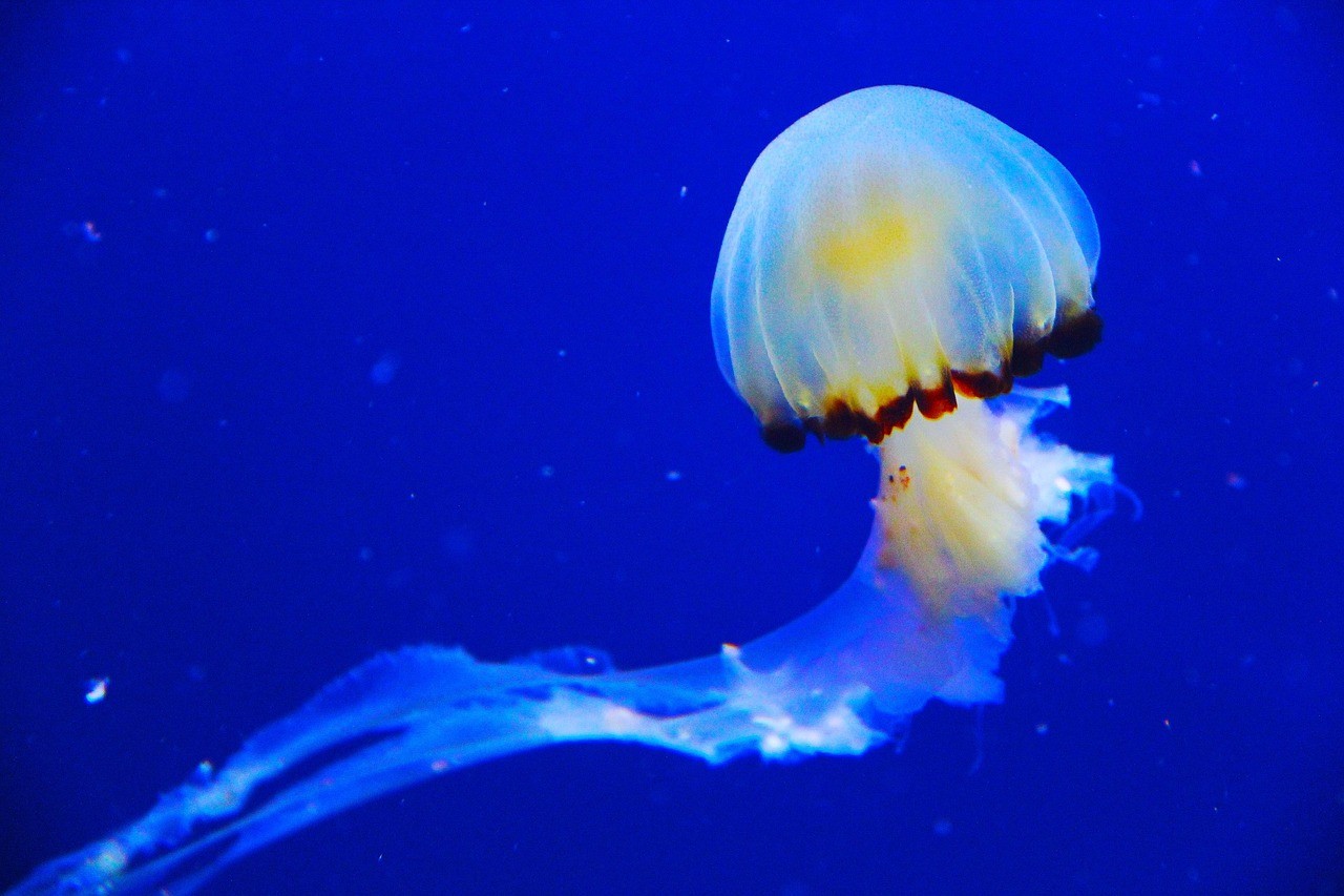 庫爾勒許海虹水族館（庫爾勒市海洋館）