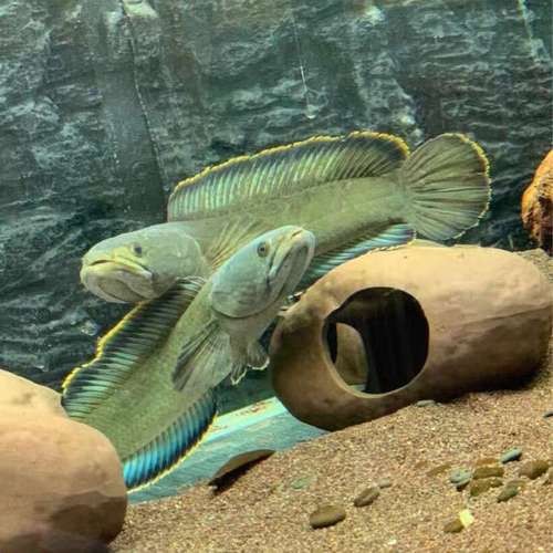 類似雷龍魚的觀賞魚