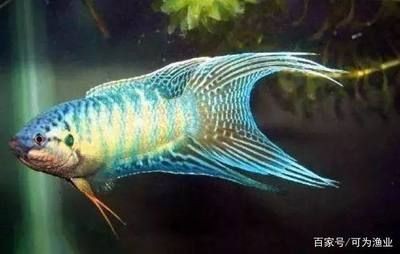 商丘龍魚魚缸：商丘龍魚魚缸，打造水族藝術的完美空間