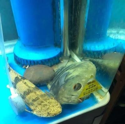 大石橋市興旺水族館（大石橋市興旺水族館電話） 大石橋市興旺水族館（大石橋市興旺水族館電話） 全國水族館企業名錄