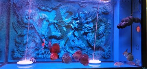 龍魚在哪里生活最好：龍魚在什么條件下生活得最好？