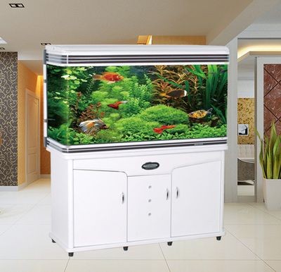 龍魚在哪里生活最好：龍魚在什么條件下生活得最好？
