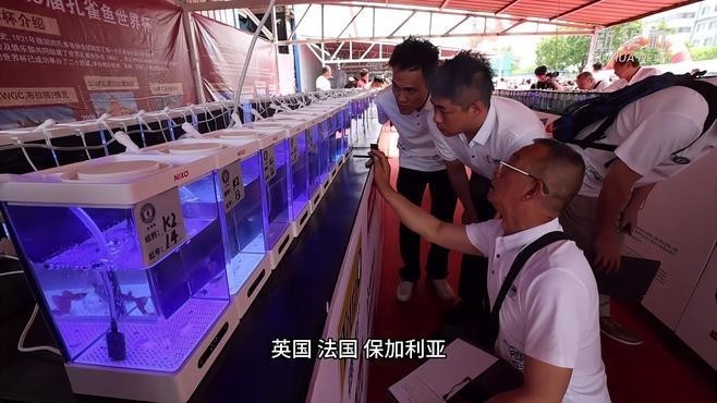 孔雀魚大賽的評選標準是什么? 2025長城杯龍魚大賽 第1張 孔雀魚大賽的評選標準是什么? 孔雀魚大賽的評選標準是什么? 2025長城杯龍魚大賽 第1張
