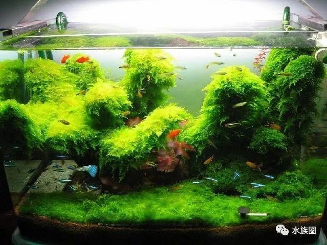 孔雀魚大賽的評選標準是什么? 2025長城杯龍魚大賽 第5張 孔雀魚大賽的評選標準是什么? 孔雀魚大賽的評選標準是什么? 2025長城杯龍魚大賽 第5張