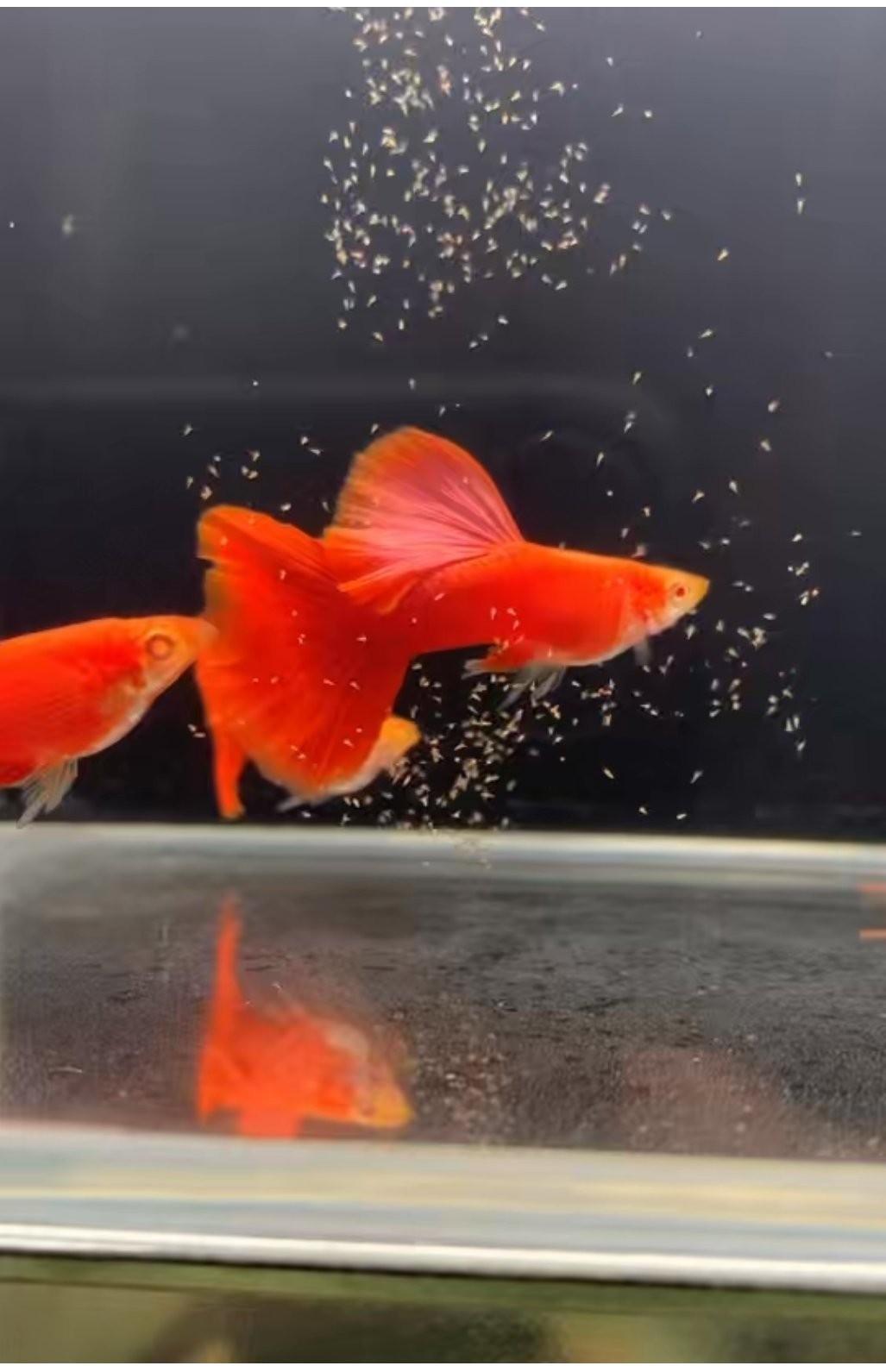 孔雀魚世界杯有哪些裁判？