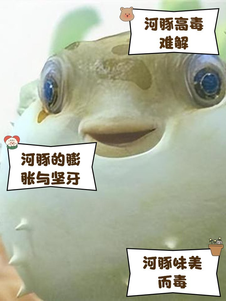 淡水河豚有毒嗎