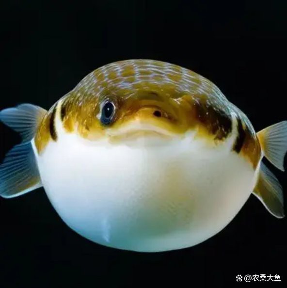 淡水河豚有毒嗎