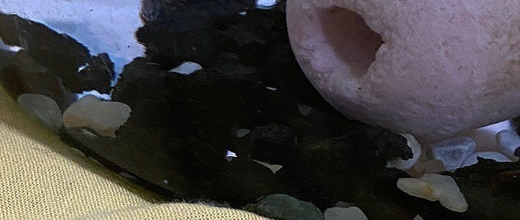 瑪麗魚魚缸里面能不能放火山石：瑪麗魚魚缸里面能不能放火山石，火山石與珊瑚砂搭配效果