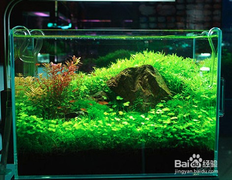 雙鴨山市尖山區圣尊水族館（雙鴨山市尖山區圣尊水族館電話）
