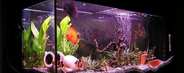 魚缸選購（有機玻璃魚缸）