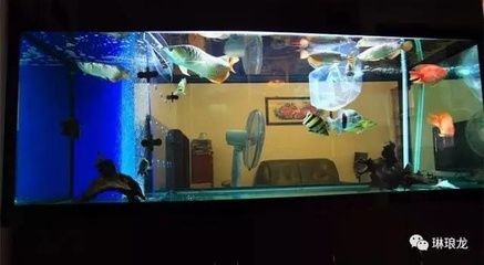龍魚的飼養溫度和注意事項有哪些：龍魚飼養溫度和注意事項