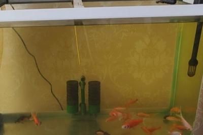 給魚缸換水時，是否可以加點煮開的熱水？：在給魚缸換水時，是否可以加點煮開的熱水是一個需要注意的問題