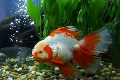 給魚缸換水時，是否可以加點煮開的熱水？：在給魚缸換水時，是否可以加點煮開的熱水是一個需要注意的問題