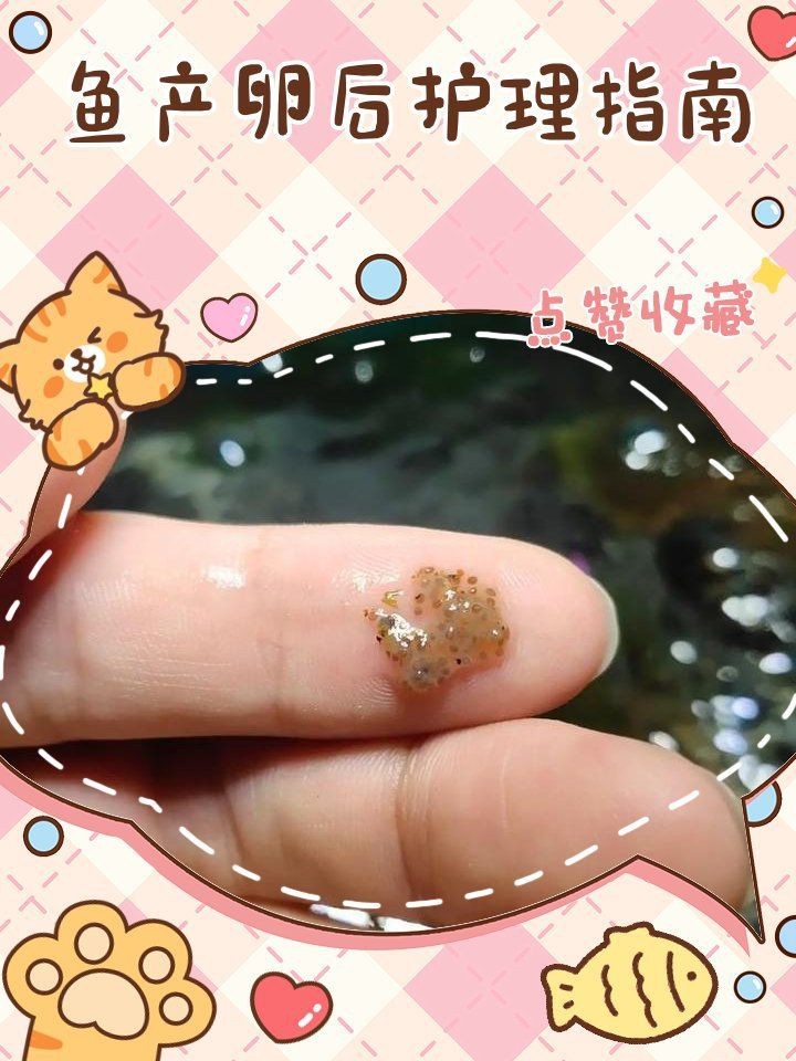 紅財神魚產卵后最忌三種東西