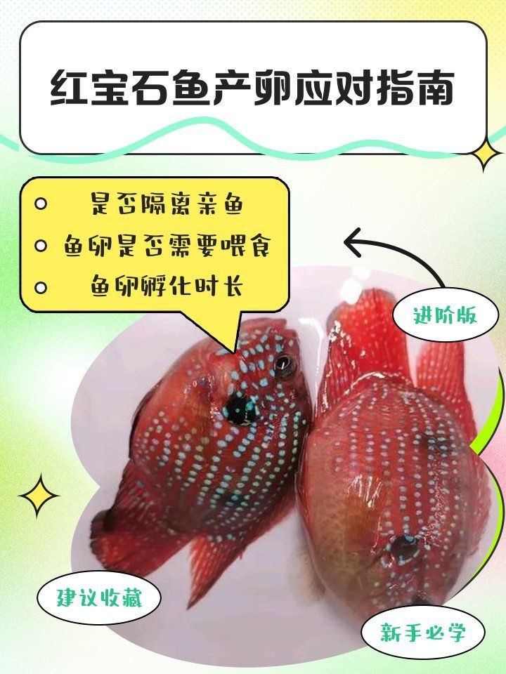 紅財神魚產卵后最忌三種東西
