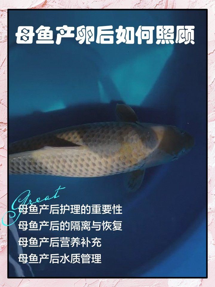 紅財神魚產卵后最忌三種東西