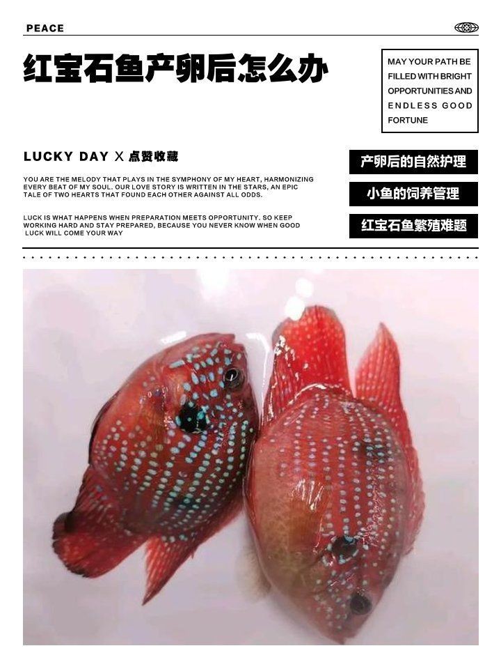 紅財神魚產卵后最忌三種東西