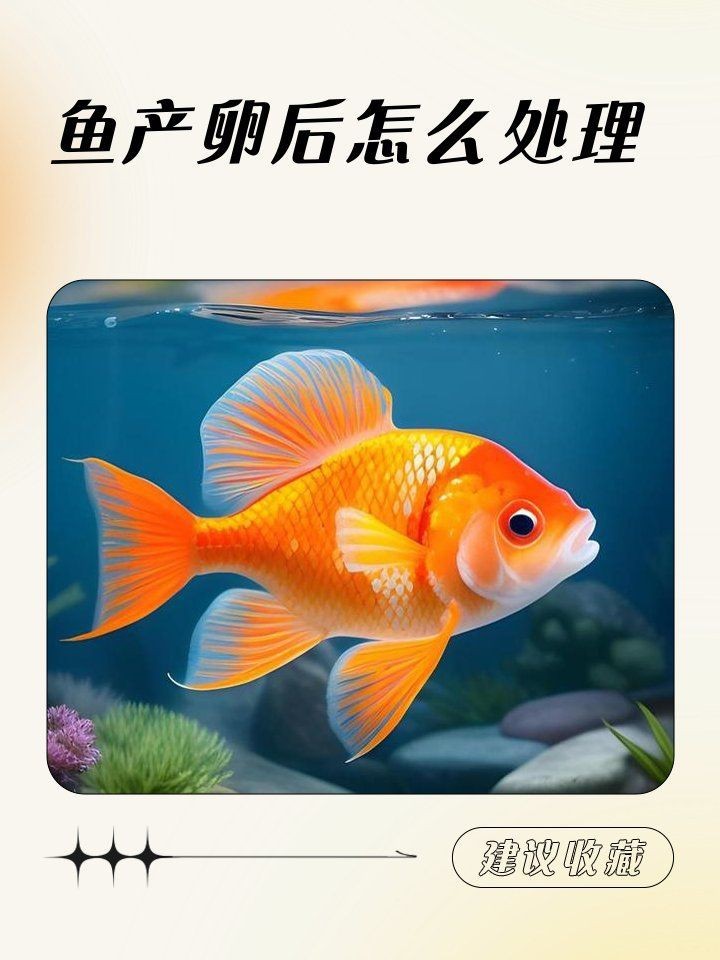 紅財神魚產卵后最忌三種東西