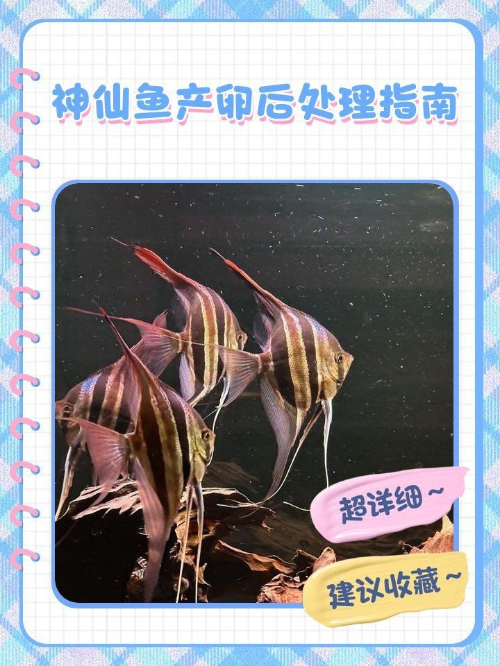 紅財神魚產卵后最忌三種東西