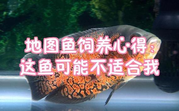 地圖魚養(yǎng)幾條不打架 地圖魚養(yǎng)幾條不打架 龍魚論壇 第5張