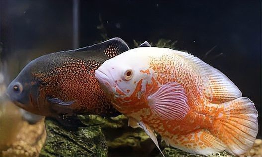 地圖魚養(yǎng)幾條不打架 地圖魚養(yǎng)幾條不打架 龍魚論壇 第3張