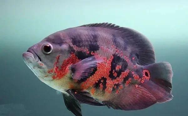 地圖魚養(yǎng)幾條不打架 地圖魚養(yǎng)幾條不打架 龍魚論壇 第4張
