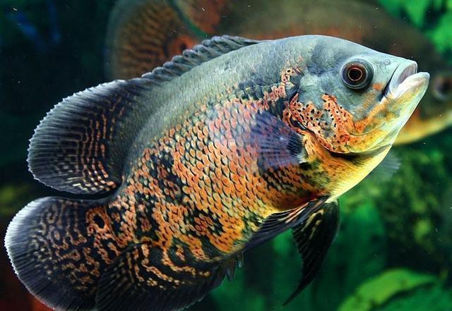地圖魚養(yǎng)幾條不打架 地圖魚養(yǎng)幾條不打架 龍魚論壇 第2張