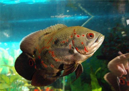 地圖魚養(yǎng)幾條不打架 地圖魚養(yǎng)幾條不打架 龍魚論壇 第7張