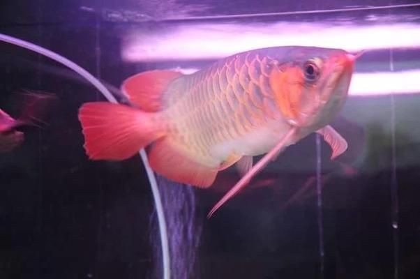 西南方位魚缸擺放的最佳尺寸：西南方位魚缸擺放的最佳尺寸應綜合考慮風水和實際尺寸
