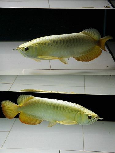 金龍魚魚苗圖片