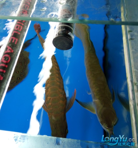 出售銀龍魚和珍珠魟魚各一條 出售銀龍魚和珍珠魟魚各一條 銀龍魚百科 第1張