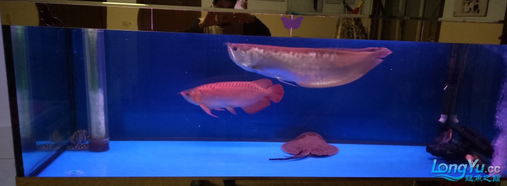 出售銀龍魚和珍珠魟魚各一條 出售銀龍魚和珍珠魟魚各一條 銀龍魚百科 第2張