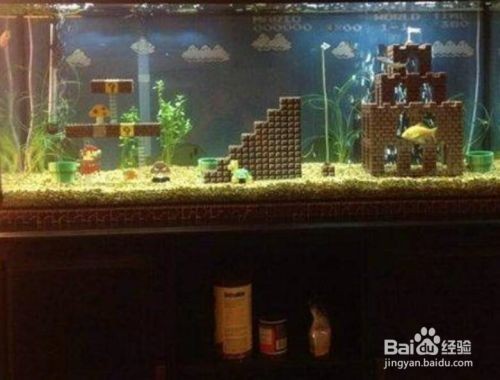 魚缸隔離能繁殖小魚嗎：如何使用魚缸隔離繁殖小魚