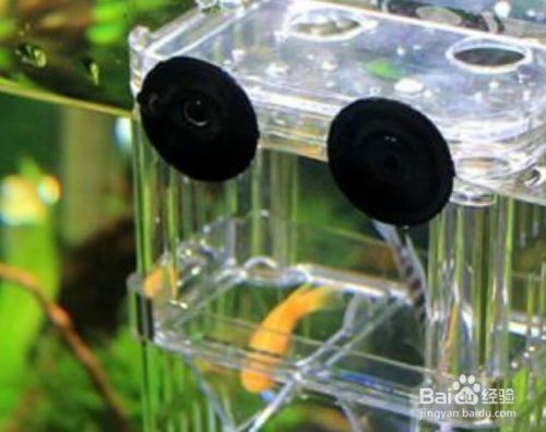 魚缸隔離能繁殖小魚嗎：如何使用魚缸隔離繁殖小魚