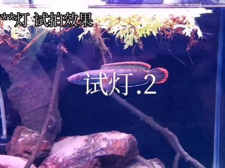 養龍魚什么燈好看又實用