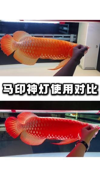 養龍魚什么燈好看又實用