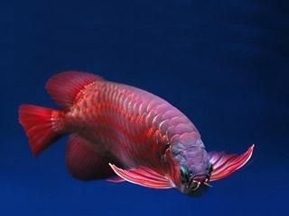 金龍魚成年能長多大：金龍魚在成年時能長多大金龍魚能長多大-養殖知識