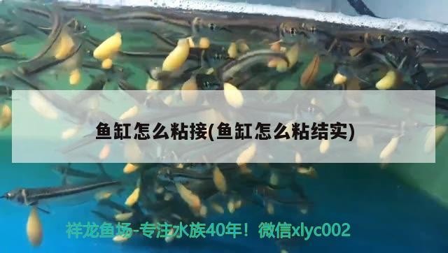 銀龍魚(yú)斷須還能長(zhǎng)出來(lái)嗎（銀龍魚(yú)的須爛了怎么辦）