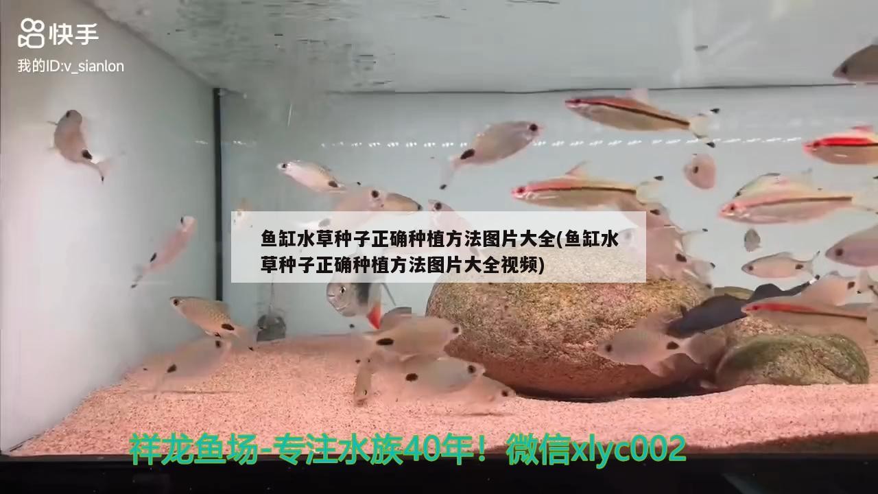 銀龍魚(yú)斷須還能長(zhǎng)出來(lái)嗎（銀龍魚(yú)的須爛了怎么辦）
