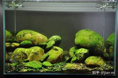 魚缸造景石頭的選擇和保養技巧：何清洗魚缸里的石頭是否適合放在魚缸里的石頭類型