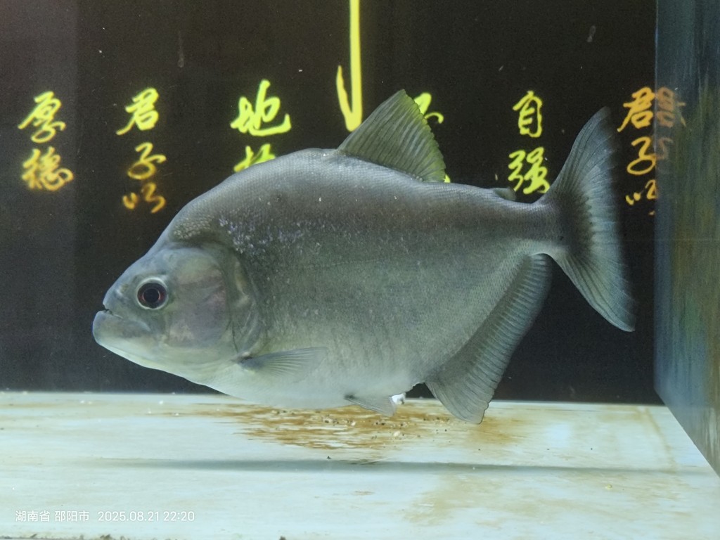 好像變胖了