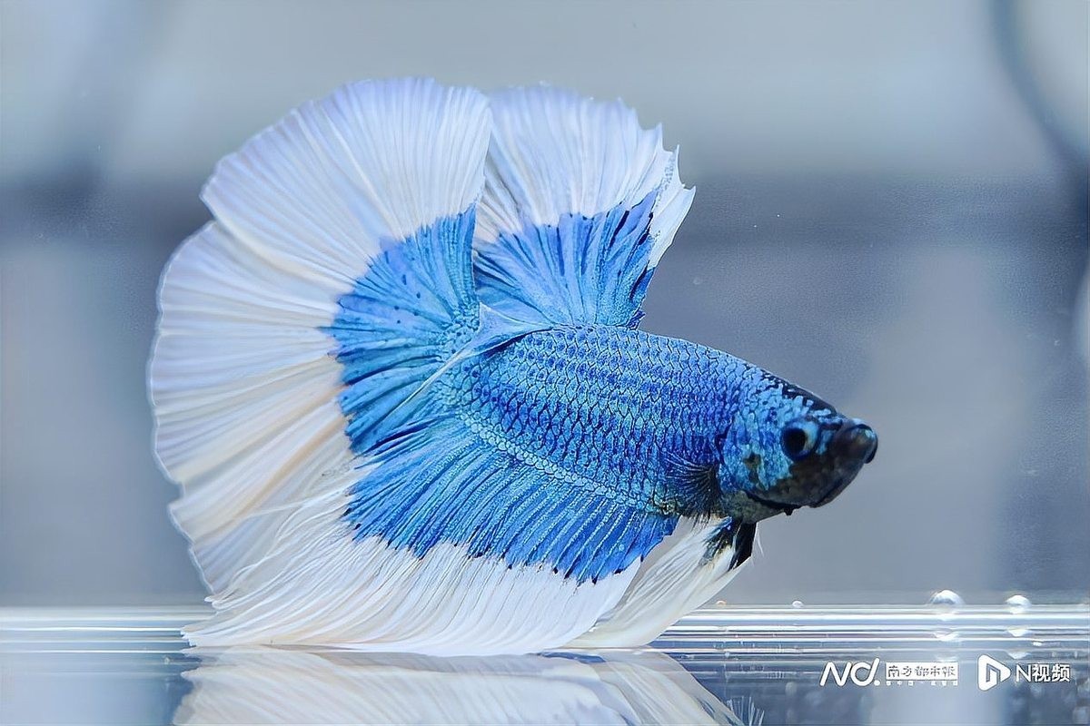 有哪些知名的龍魚養殖基地參加了比賽？