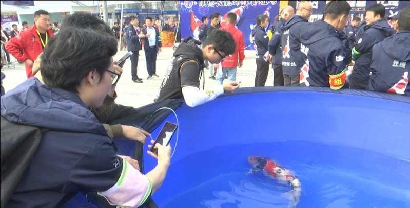 有哪些知名的龍魚養殖基地參加了比賽？