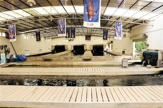 有哪些知名的龍魚養殖基地參加了比賽？